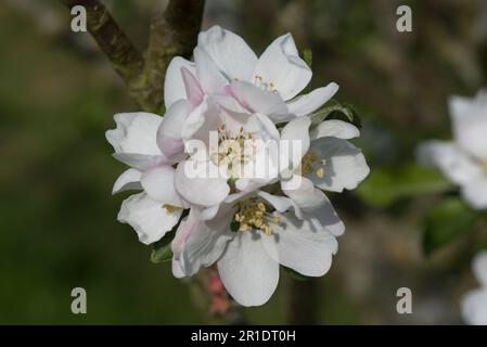 White blossom on a Discovery apple tree (Malus domestica) with young leaves in spring, Berkshire, May Stock Photo