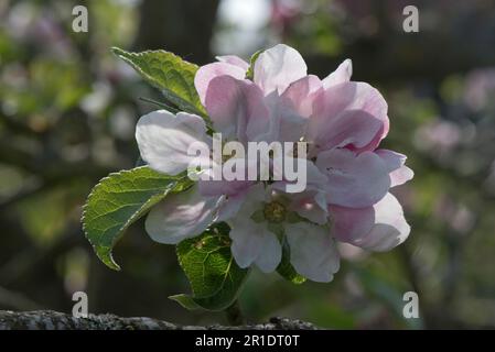 White and pink blossom on a Bramley cooking apple tree (Malus domestica) with young leaves in spring, Berkshire, May Stock Photo