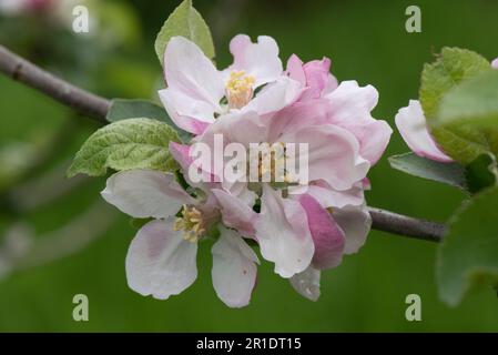 White and pink blossom on a Bramley cooking apple tree (Malus domestica) with young leaves in spring, Berkshire, May Stock Photo