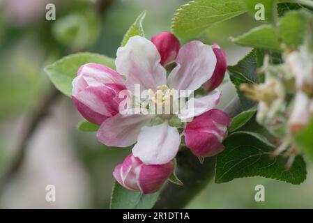 White and pink blossom flower surrounded by pink buds on a Bramley cooking apple tree (Malus domestica) with young leaves in spring, Berkshire, May Stock Photo