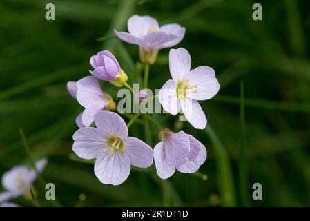 Lady's smock, milkmaids or cuckoo flower (Cardamine pratensis) pink flowering herbaceous perennial plant with delicate flowers, Berkshire, May Stock Photo