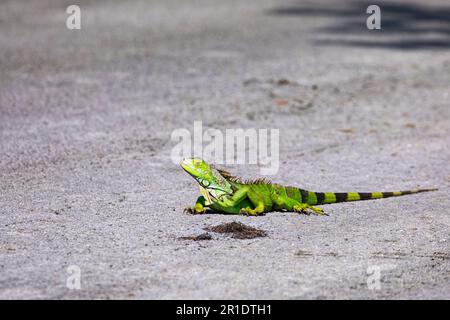 Non-native, invasive Green Iguana is an exotic species at Brian Piccolo Sports Park in Florida Stock Photo