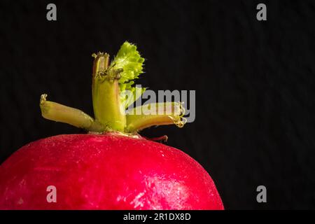 Fresh whole red radish isolated on dark background. Stock Photo