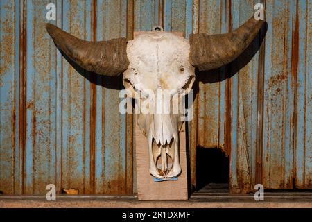 Buffalo skull with big horns. Rusty blue metal shutter background Stock Photo