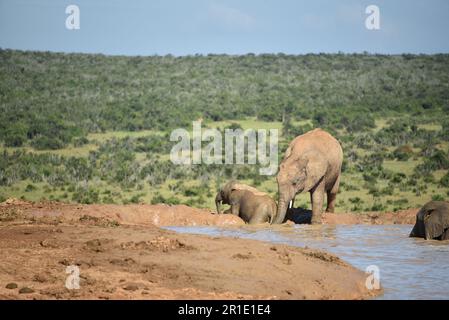 Large format close up of a wild mother elephant using her trunk to assist her calf's exit from a watering hole in South Africa. Stock Photo