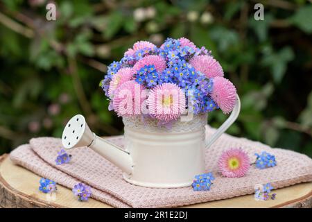 bouquet of pink bellis perennis and forget me not flowers in decorative watering can Stock Photo