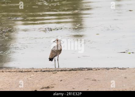 Standing Southern Lapwing (Vanellus chilensis) on the Gamboa River in Panama Stock Photo