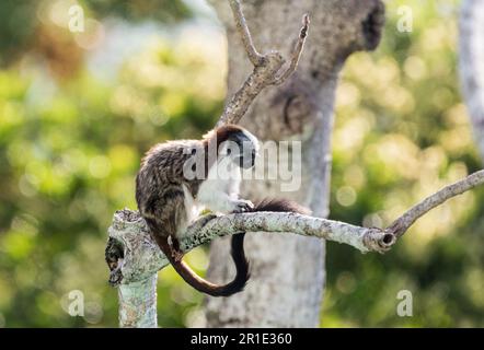Red-Crested Tamarin Monkey (Saguinus geoffroyi) in Soberania National Park Stock Photo