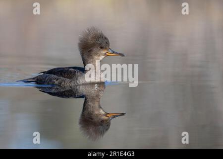 Hooded Merganser (Lophodytes cucullatus) Stock Photo