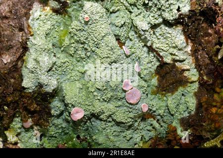 Icmadophila ericetorum (candy lichen) is an upland and moorland lichen found especially on peaty soil. It has been found in both hemispheres. Stock Photo