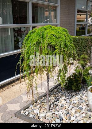 Weeping or hanging larch tree (Larix decidua pendula) on trunk in a city garden Stock Photo