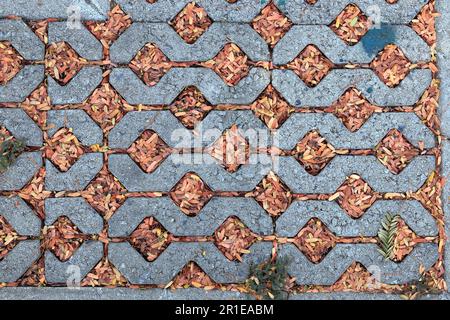 Close up of Concrete blocks walking paths with beautiful small Fallen leaves in the garden Stock Photo