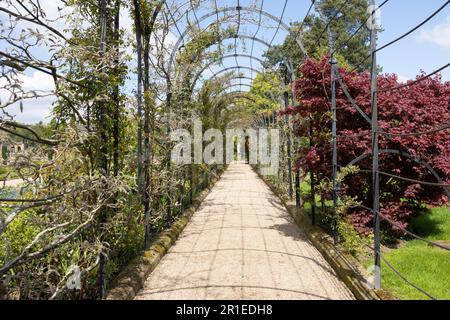 The Trellis Walk with several varieties of wisteria growing, at the historic gardens on the Trentham Estate, Stoke-on-Trent, Staffordshire UK. Stock Photo