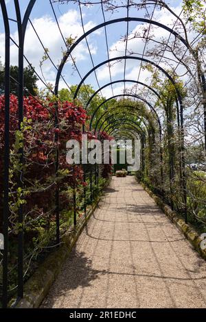 The Trellis Walk with several varieties of wisteria growing, at the historic gardens on the Trentham Estate, Stoke-on-Trent, Staffordshire UK. Stock Photo