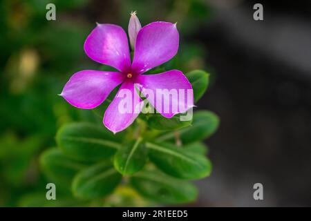 Pink Madagascar periwinkle flower with green leaves as decoration of the garden. Close-up shoot. Concept of nature for design. Stock Photo