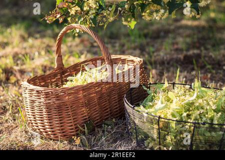 Herbal harvest. Collected linden blossom and leaves from lime tree in baskets Stock Photo