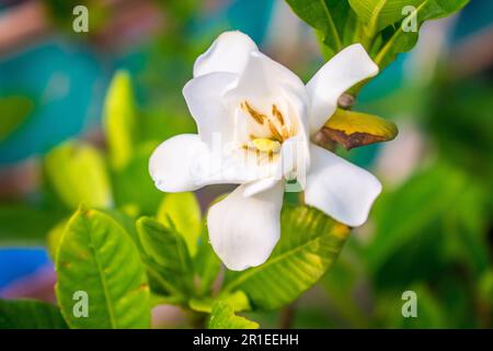 Beautiful white flower Gardenia jasminoides (Cape jasmine) as decoration of garden. Close-up shoot Stock Photo