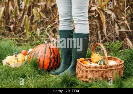 Farmer with rubber boots standing at corn field with harvested pumpkins. Fall season in garden Stock Photo