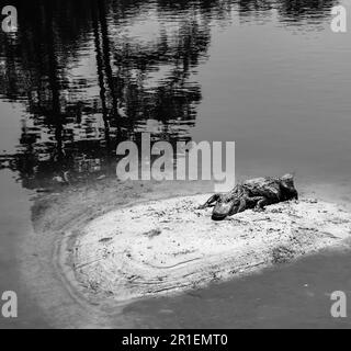 Large Alligator laying on the small island in the pond in the sunshine Stock Photo