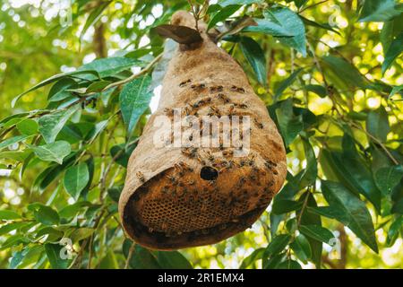 A wasps nest in Yucatan, Mexico Stock Photo