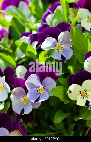 Closeup of small wild pansy flowers in a flowerbed in spring. Stock Photo