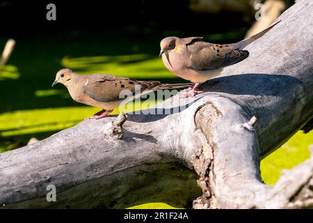 Mourning Doves walking down a fallen log above a swamp habitat covered with green duckweed. Stock Photo