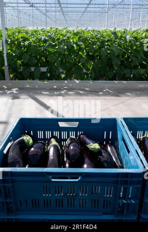 Harvesting of ripe purple eggplants vegetables in Dutch organic greenhouse, eggplants in blue plastic boxes Stock Photo