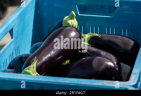 Harvesting of ripe purple eggplants vegetables in Dutch organic greenhouse, eggplants in blue plastic boxes Stock Photo