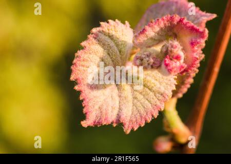 Macro of vine leafs in Spring. Green background. Copy Space Stock Photo