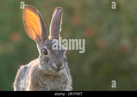 Closeup image of a Desert Cottontail rabbit with translucent, backlit ears Stock Photo