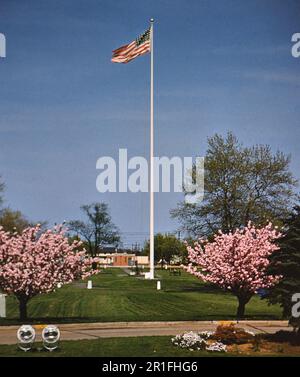 American flag blowing in the wind, cherry blossom trees on both sides of the flag ca. 1955 Stock Photo
