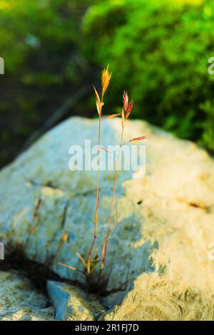 Two stalks of grass grow out of a small crack in a rock, symbolizing strength and determination and perseverance and the power of mother nature. High quality photo Stock Photo
