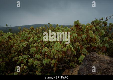 A view of the dense tropical moist evergreen forests of Mahabaleshwar in Maharashtra, India Stock Photo