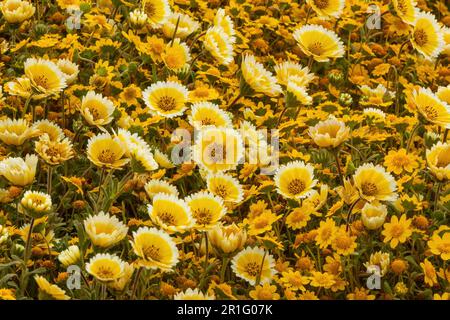 Coastal Tidytips and California Goldfields in-bloom at Mori Point, Pacifica, California, USA. Stock Photo