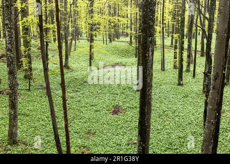 Spectacular fields of Wild garlic (Allium ursinum) in the woodland, forest of Kocevski rog, primeval forest in notranjska region, slovenia Stock Photo