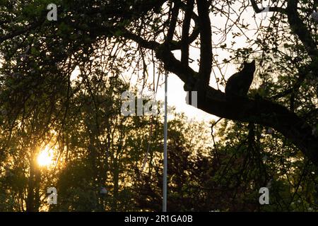 Cat sitting in an old tree silhouetted against the setting sun and a rosy evening sky Stock Photo