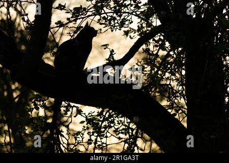 Cat sitting in an old tree silhouetted against the setting sun and a rosy evening sky Stock Photo