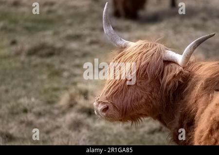 Higtland cattles in Ludvika Sweden Stock Photo