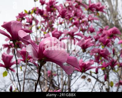 Magnolia tree in bloom, selective focus. Blossoming and fading Magnolia flowers. Pink flower bud. Blooms appeared before the leaves Stock Photo