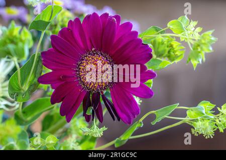 Slightly withered purple Gerbera flower in a bouquet Stock Photo