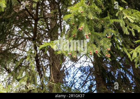 green branches of spruce tree with red blossoming cones on spring day Stock Photo