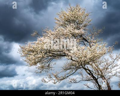 Juneberry or snowy mespilus tree, Amelanchier lamarkii, flowering in spring against dark sky with storm clouds, Netherlands Stock Photo