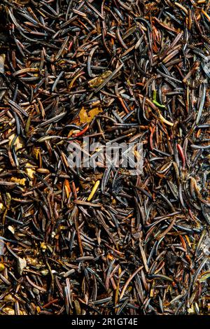 Brown and black background of conifer needles.  Close-up. Wet decayed eastern hemlock needles on the ground. Stock Photo
