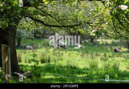 Sheep laying in a field with a ram standing on a mound looking out Stock Photo