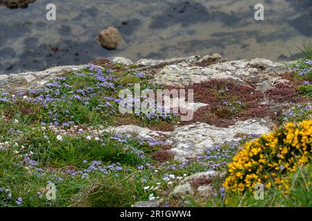 Tiny blue Spring Squill growing on cliffs on the coast of Anglesey, North Wales along with Sedum and Sea Campion. Stock Photo