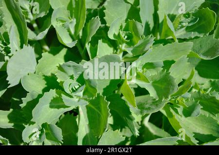 Young green leaves of Hylotelephium telephium plant. Background, texture. Stock Photo