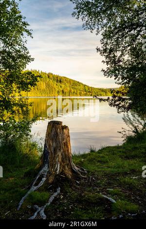 Landscape in the Black Forest. Beautiful lake Windgfällweiher at golden hour. A tree stump in the foreground. Germany. Stock Photo