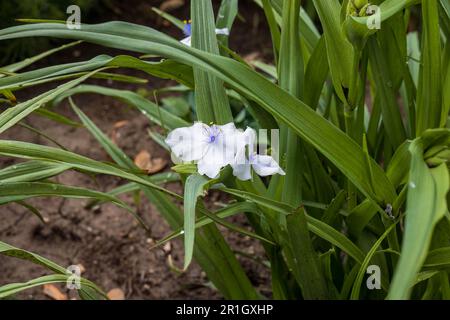 close up of a white Widows Tears blossom in the garden Stock Photo