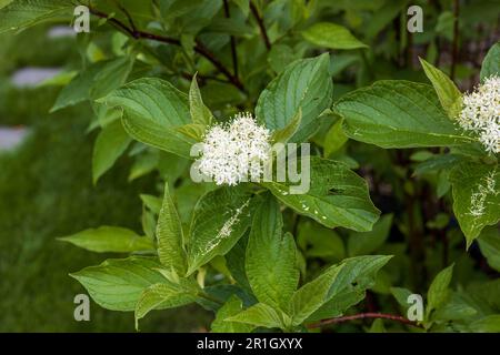the white bloom of a dogwood shrub in the early afternoon Stock Photo