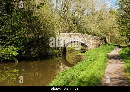 Taff Trail on tow path and old bridge 152 on Monmouthshire and Brecon Canal. Pencelli, Brecon, Powys, Wales, UK, Britain Stock Photo